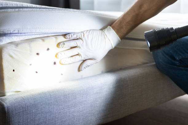 Best Wasp Removal Services  in Oakwood, IL